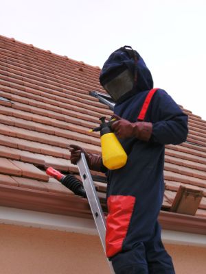 stop guepes 72 photo 3