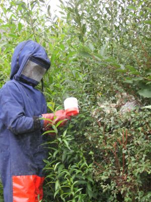 stop guepes 72 photo 2